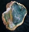 Emerald Green Zimbabwe Petrified Wood End Cut #7801-2